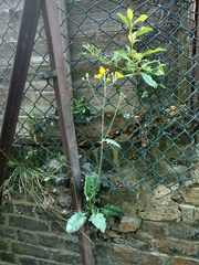 Hieracium aterrimum