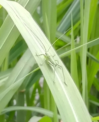 Tettigonia viridissima