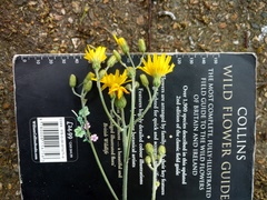 Hieracium aterrimum
