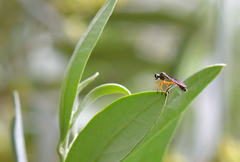 Dioctria bicincta