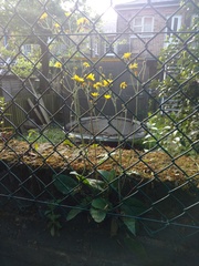 Hieracium aterrimum