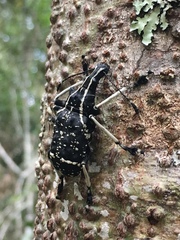 Tophoderes frenatus
