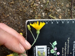 Hieracium aterrimum