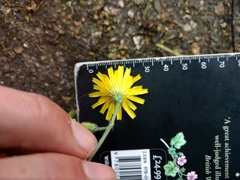 Hieracium aterrimum