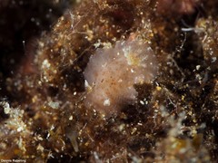 Peltodoris punctifera