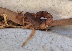 Parabuthus granulatus