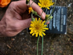 Hieracium aterrimum