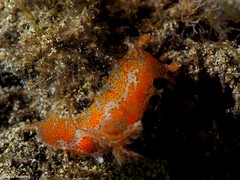 Plocamopherus maderae