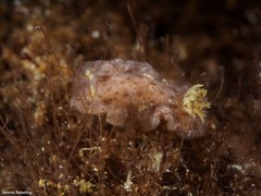 Peltodoris punctifera