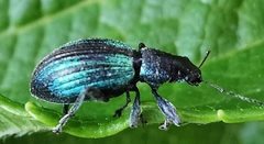 Polydrusus smaragdulus