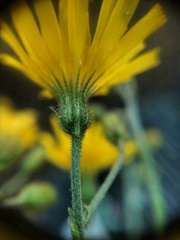 Hieracium aterrimum
