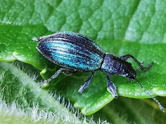 Polydrusus smaragdulus