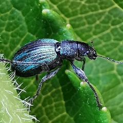 Polydrusus smaragdulus