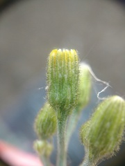 Hieracium aterrimum