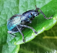 Polydrusus smaragdulus