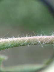 Hieracium aterrimum