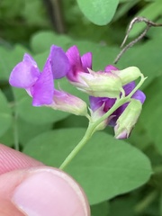 Lathyrus japonicus