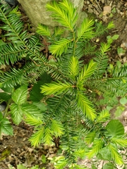 Taxus baccata