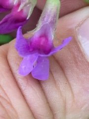 Lathyrus japonicus