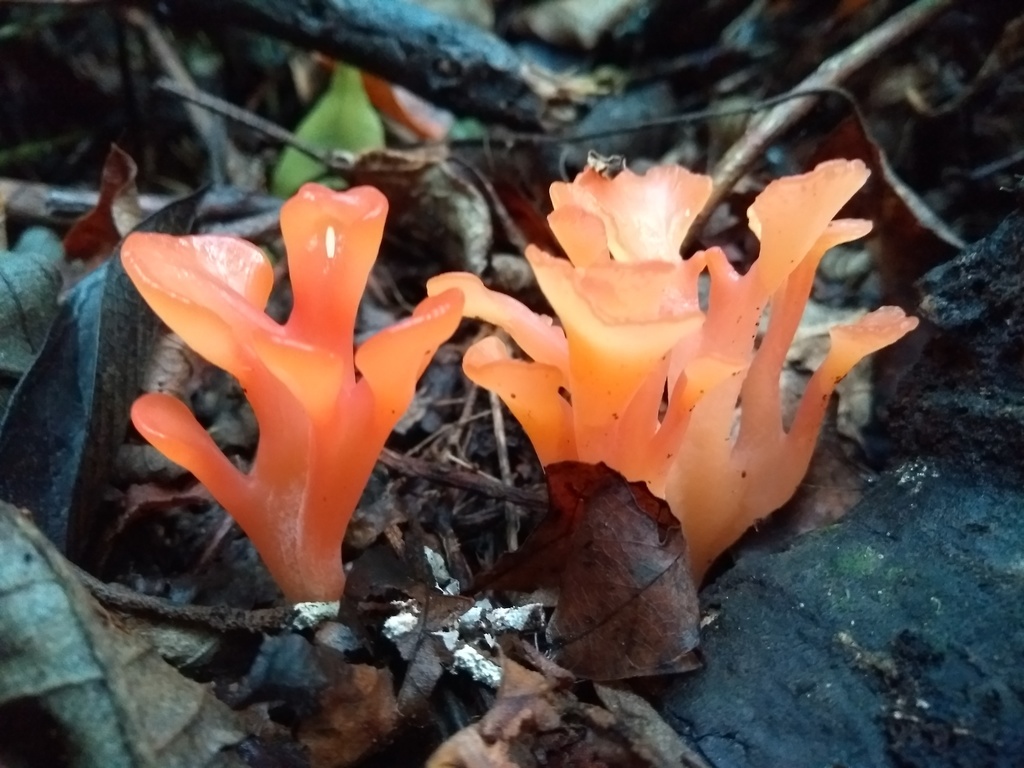 Guepinia helvelloides · May 2019 · photo: © deniszabin (iNaturalist, cc-by)