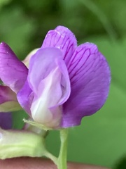 Lathyrus japonicus