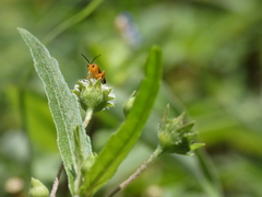 Rogadinae