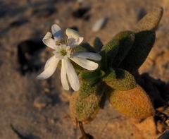 Silene succulenta