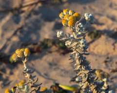 Achillea maritima maritima