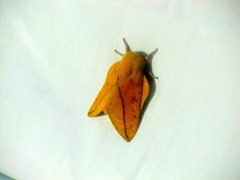 Syssphinx bisecta