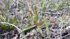 Plantago eriopoda