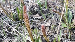 Plantago eriopoda