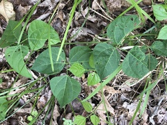 Phaseolus polystachios