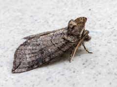 Euthyatira semicircularis