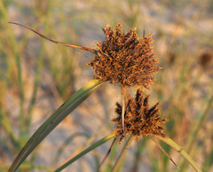 Cyperus sharonensis