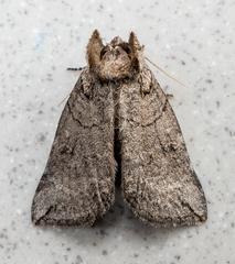 Euthyatira semicircularis