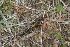 Leucorrhinia frigida