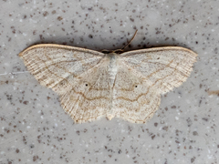 Scopula quinquelinearia