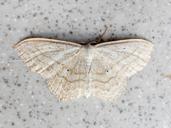 Scopula quinquelinearia