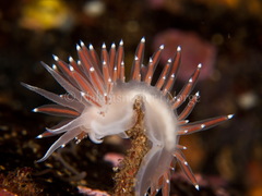 Coryphella