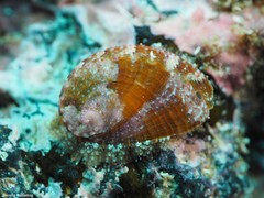 Haliotis tuberculata