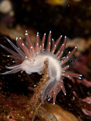 Coryphella