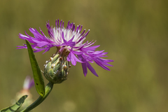 Centaurea diluta