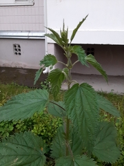 Urtica dioica