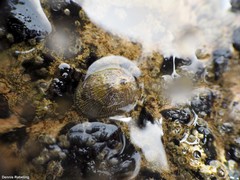 Siphonaria pectinata