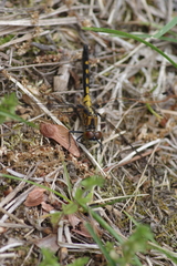 Leucorrhinia frigida