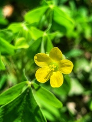 Oxalis stricta