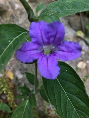 Ruellia purshiana