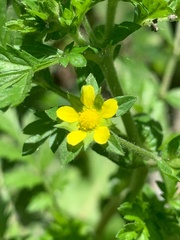 Potentilla supina