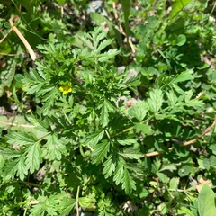 Potentilla supina