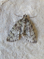 Hydriomena transfigurata